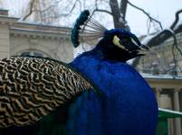 Profil poszukiwanego