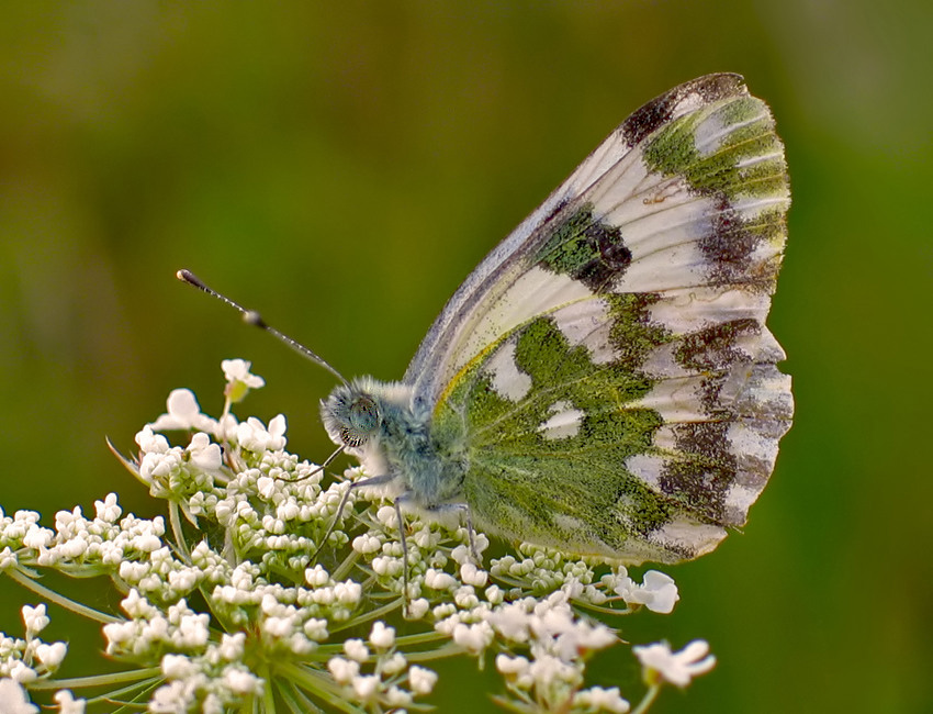 BIAŁAWIEC RUKIEWNIK (Pontia daplidice)