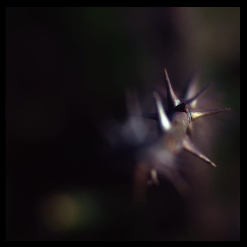 Botanical Abstraction II