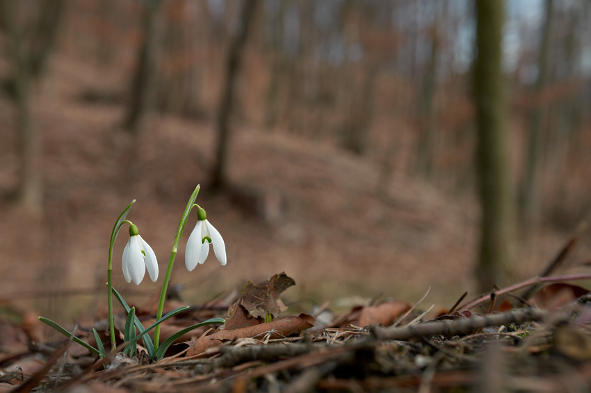 Forpoczta wiosny