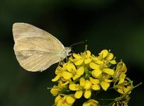 Pieris rapae