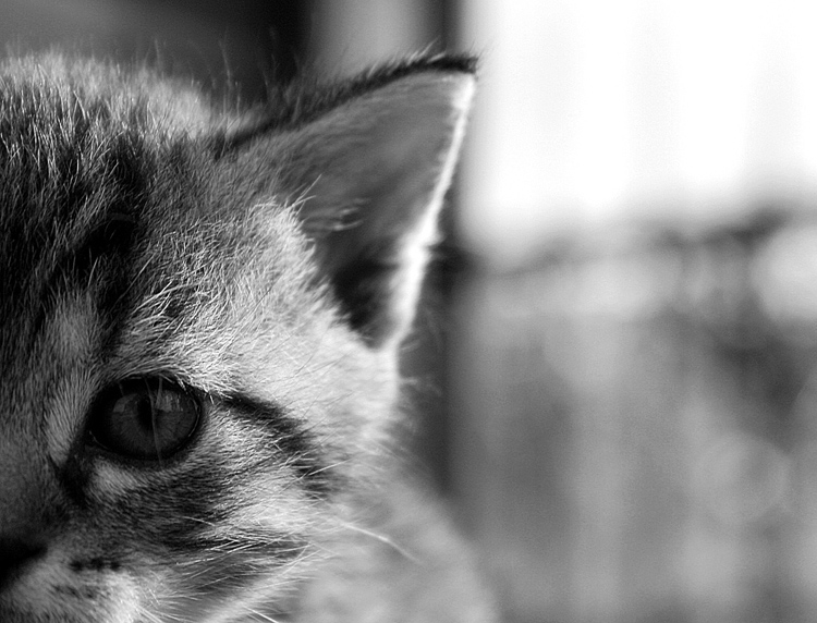 kitty-cat