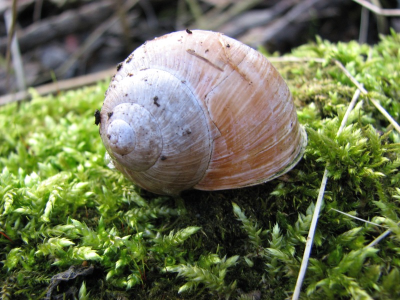 Wiosenny ślimaczek