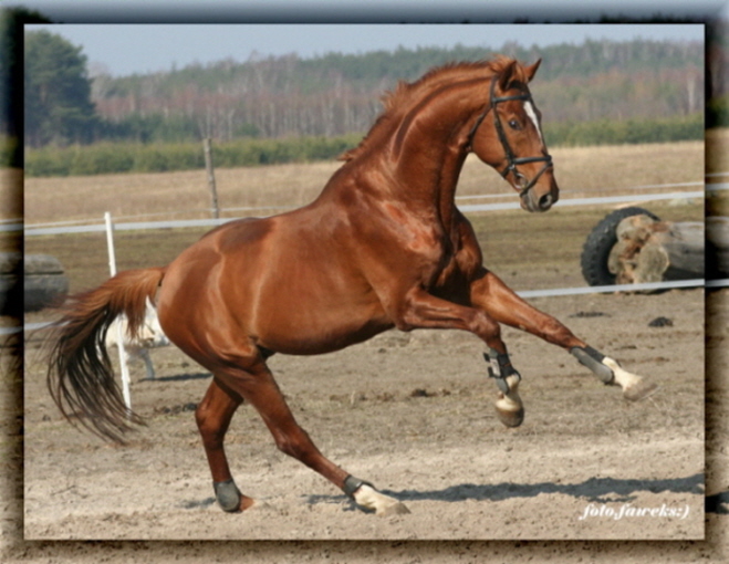 foto.faweks