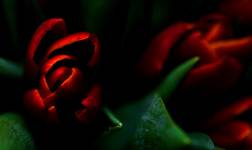 Tulipany...