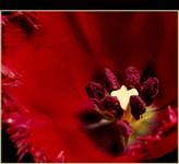Purpurowy Tulipan