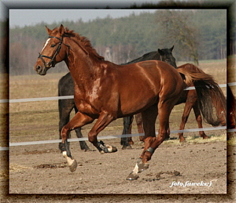 Linuteman BH