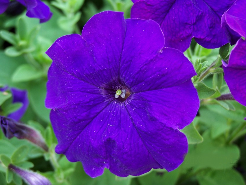 Petunia