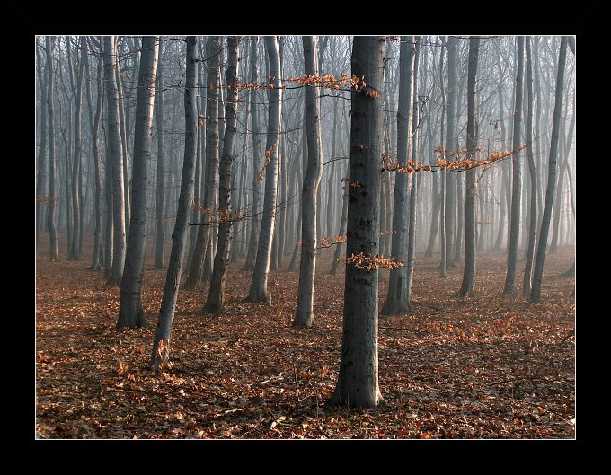 Leśny spokój