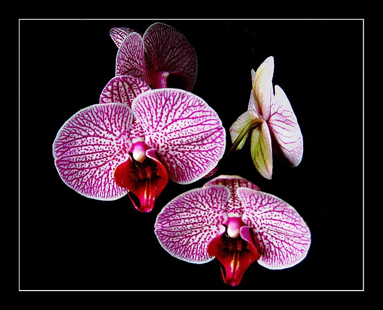 Orchidea