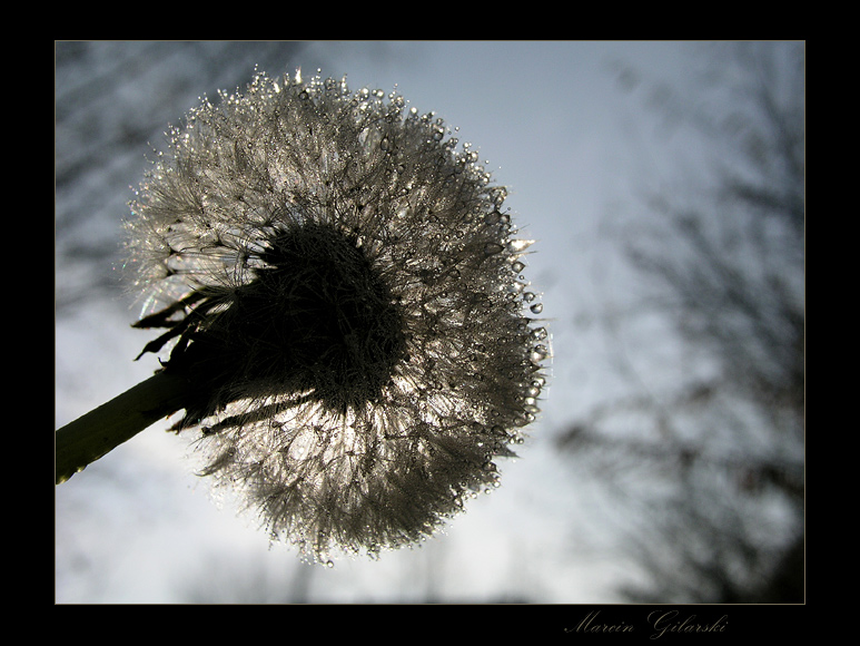 W kroplach rosy