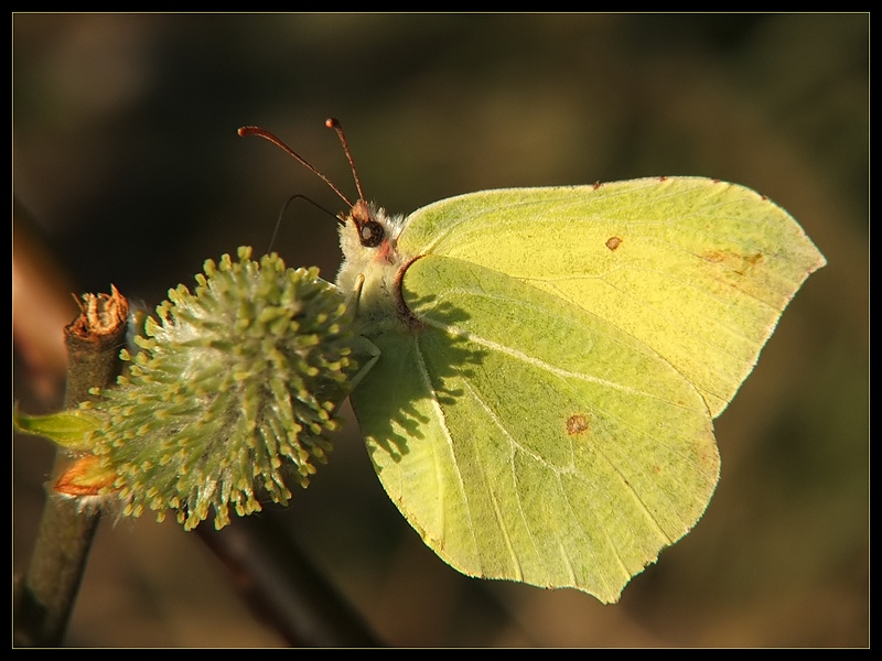 Listkowiec cytrynek (Gonepteryx rhamni)