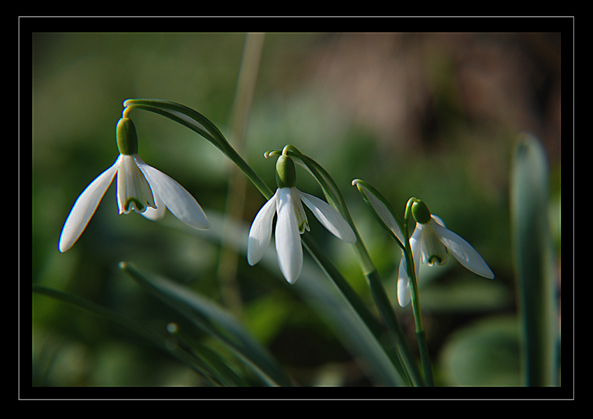 dorota-