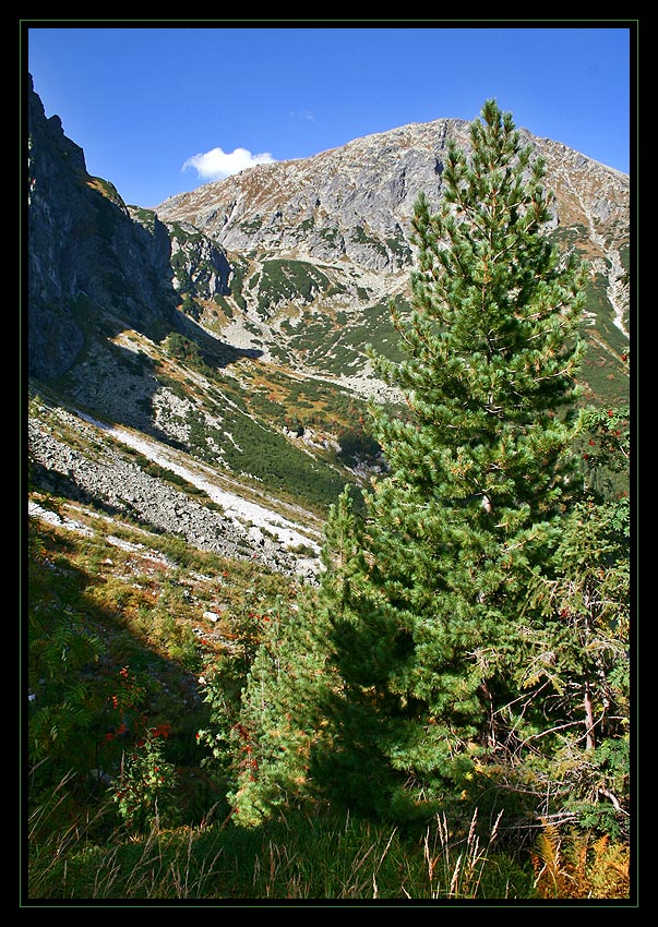 LIMBA