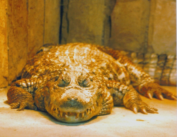 po obiadku