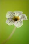 .: Softly :.