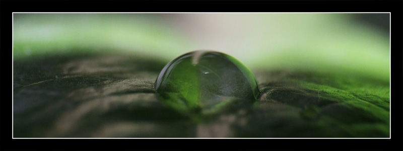 water.Wings