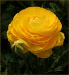 Ranunkulus