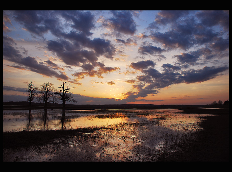 przestrzeń nad dębami