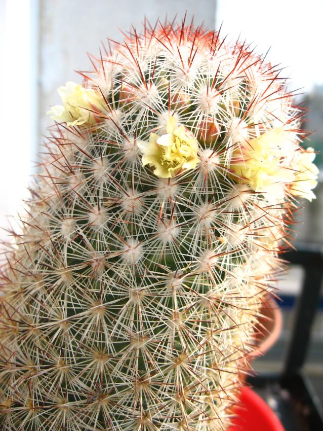 Kaktus