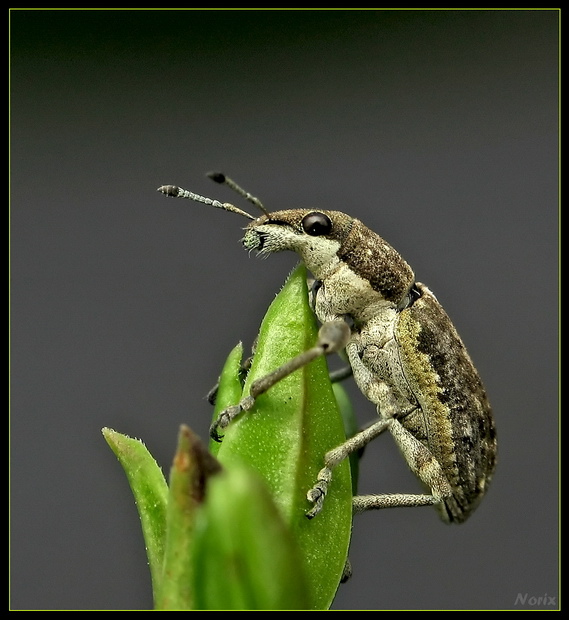 Ryjkowiec nowy model