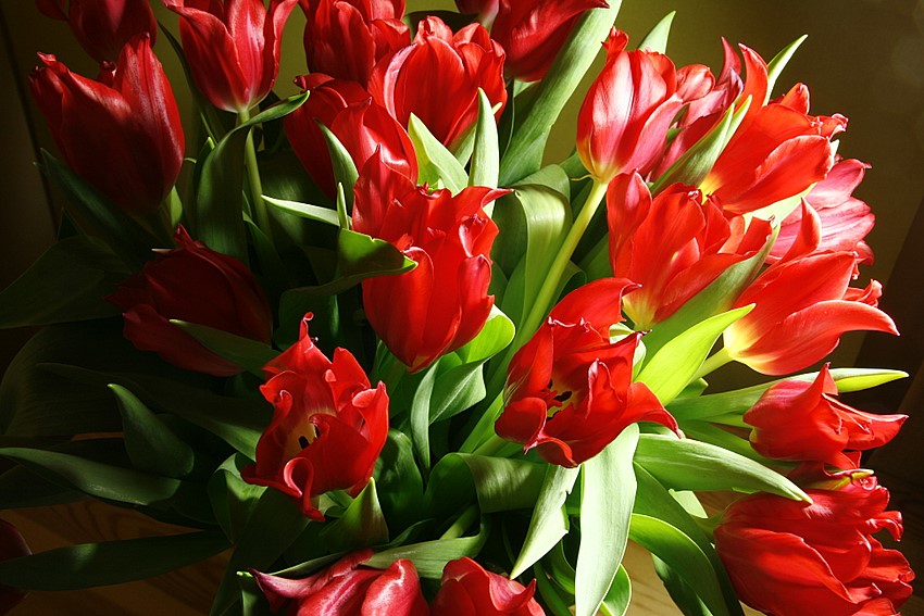 tulipan