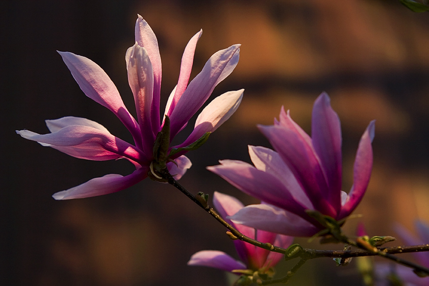 Magnolia