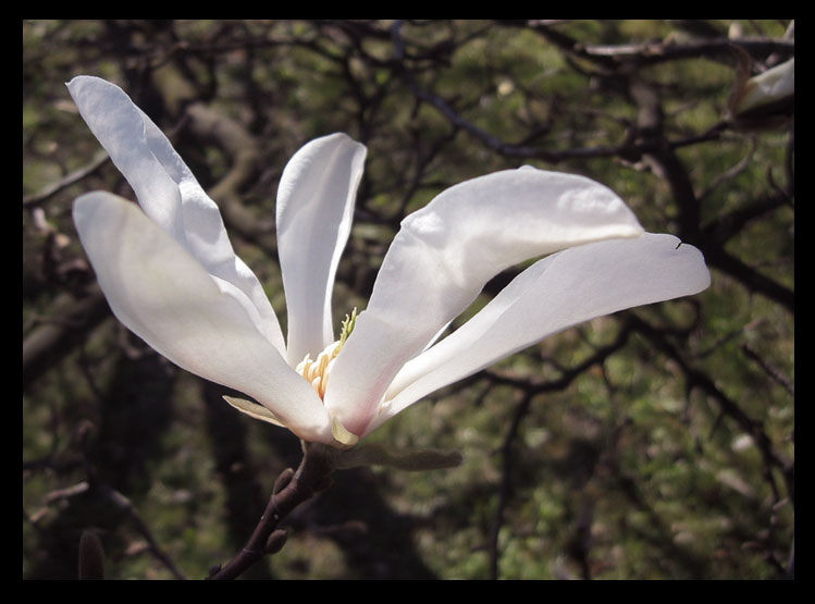 - Magnolia -