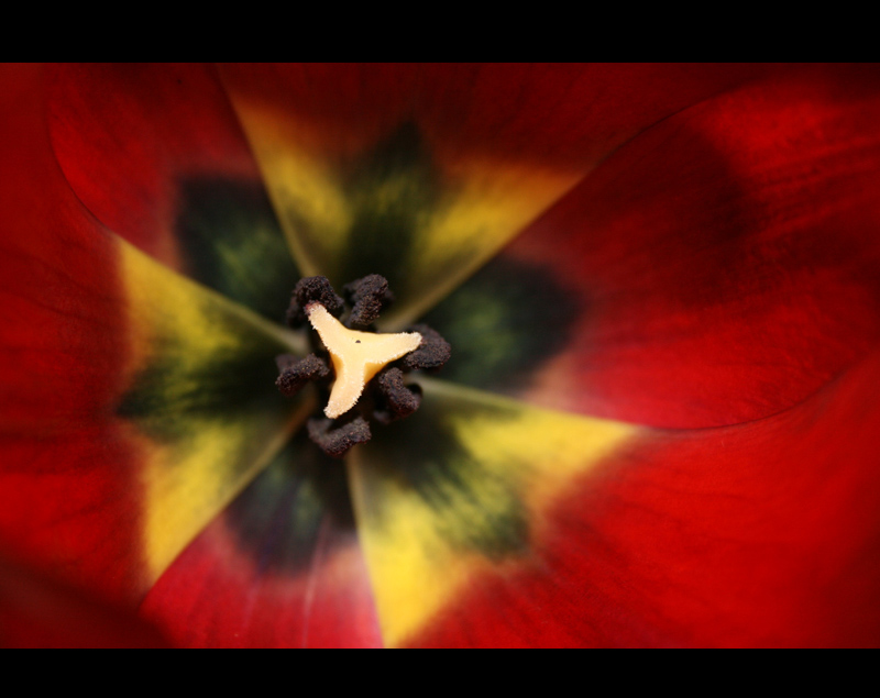 Tulipan