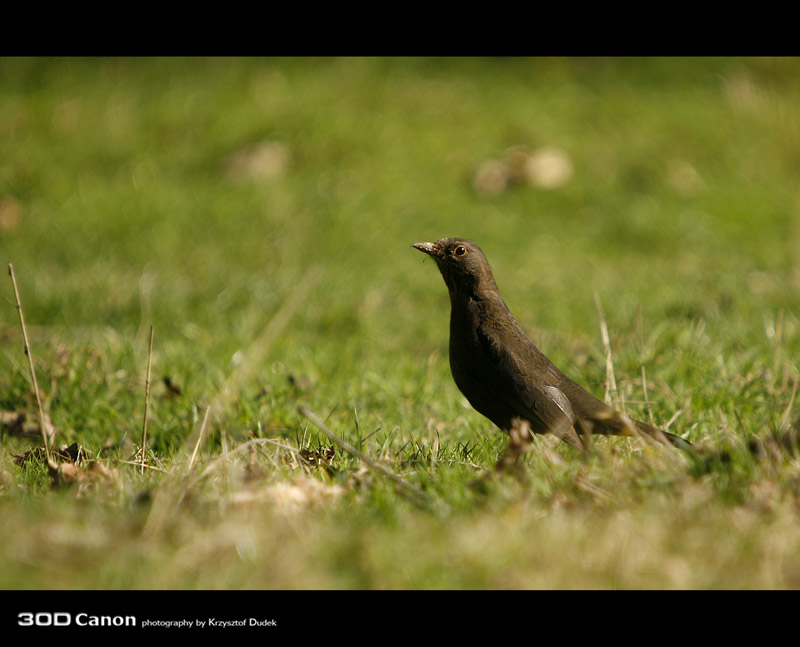 Black bird 2