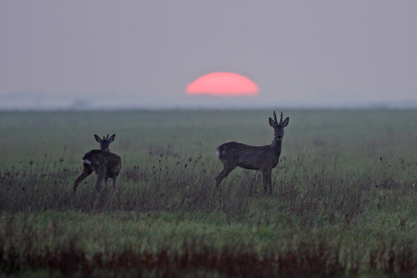 Polskie ..Serengeti..