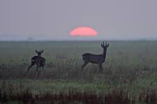 Polskie ..Serengeti..