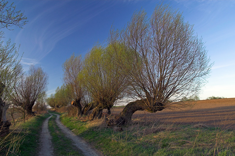 Wierzby