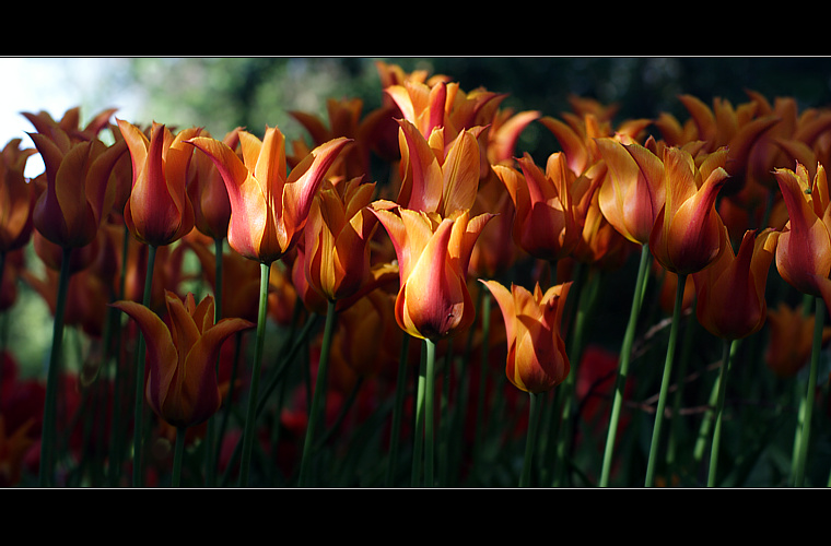 Tulipany 1