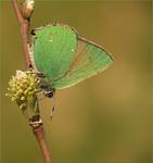 Zieleńczyk ostrężyniec (Callophrys rubi)