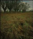 trawy