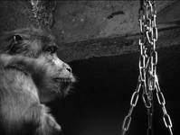 Prisoner