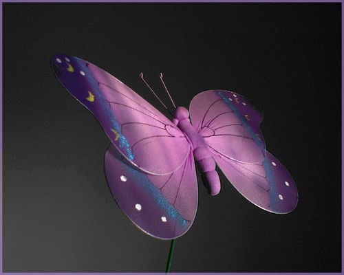 ..butterfly..