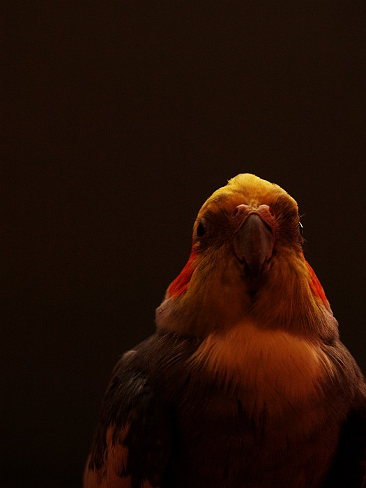 koko