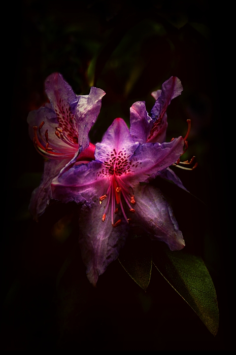 Rododendron