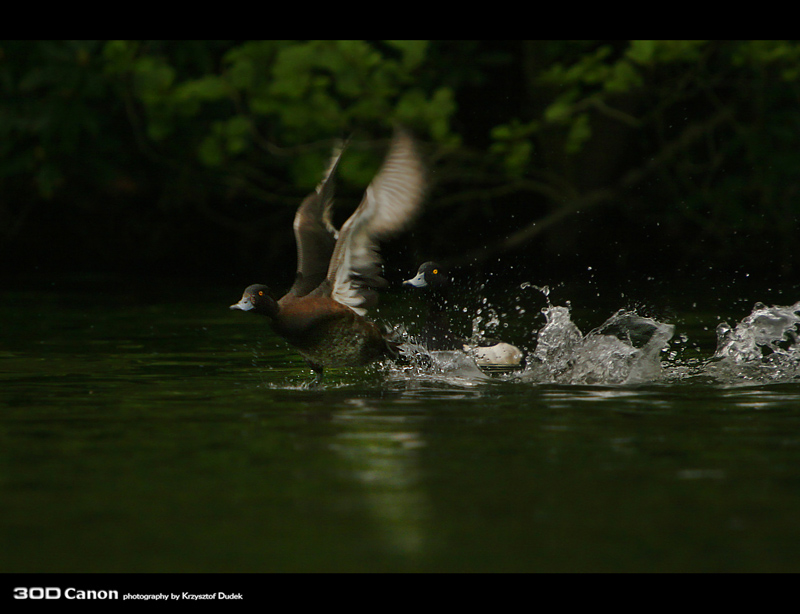 Tufted Duck 1