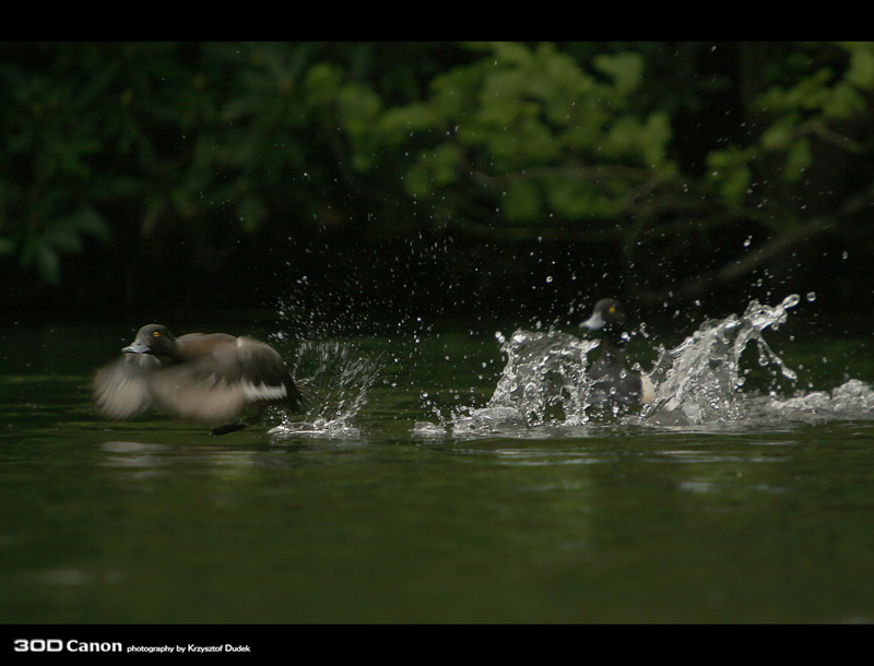 Tufted Duck 2