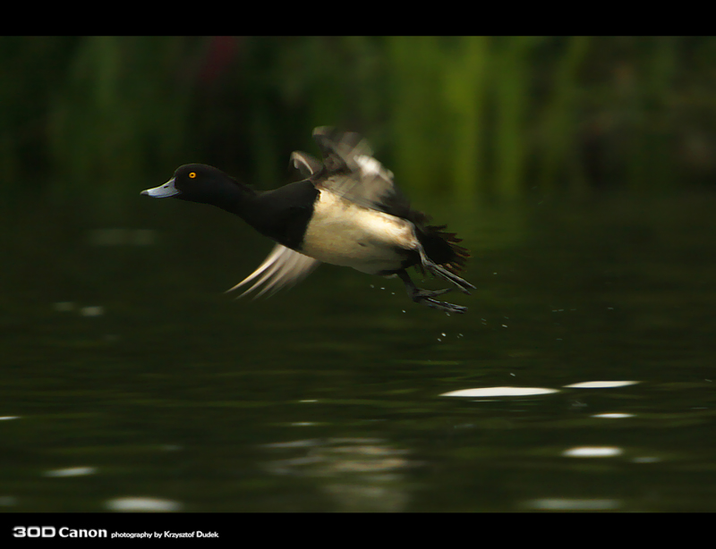 Tufted Duck 3