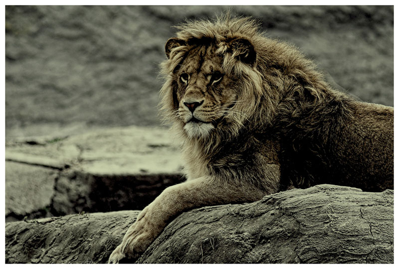 Leone