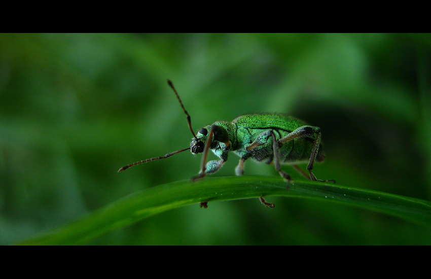 Say \\\'hello\\\'!