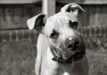 Saffi - Amerykański Staffordshire Terrier