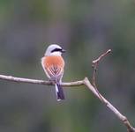 Gąsiorek (Lanius Collurio)