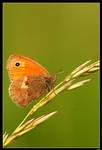 Motyl