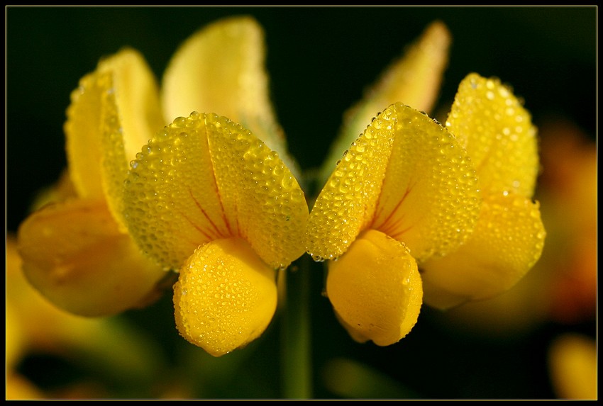 Poranna rosa...