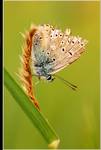 Motyl